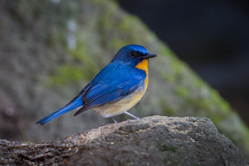 Lovely Hill Blue Flycatcher (Cyornis banyumas) stair at us