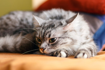 portrait of a norwegian cat