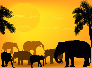 Fototapeta na wymiar group of elephants in sand desert