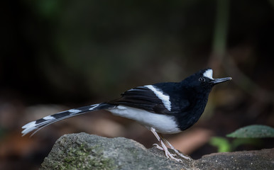 Northern White-crowned Forktail ( Enicurus sinensis )