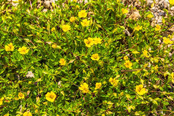 Mecardonia, Plantaginaceae, annual grass