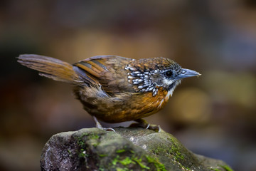 Close up of White-tailed robin (Cinclidium leucurum)