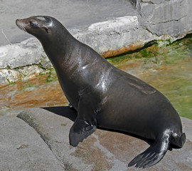 Sea-lion