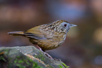 Close up of Streaked Wren Babbler (Napothera brevicaudata )