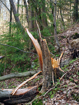 Broken tree trunk in the forest 