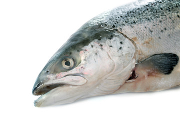 salmon fish