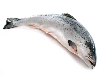 Papier peint photo autocollant rond Poisson salmon fish