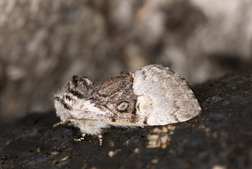 Nut-tree Tussock, Colocasia coryli on birch wood