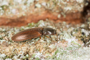 Athous subfuscus, Elateridae on wood