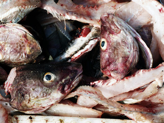 Fish heads and guts from the fish market