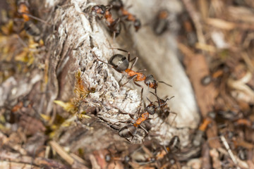 Formica ants on stub on dry environment, Alvaret, Sweden