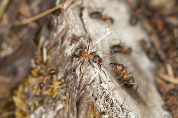 Formica ants on stub on dry environment, Alvaret, Sweden