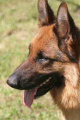 Cane,pastore tedesco
