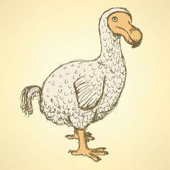 Sketch dodo bird in vintage style © kali1348