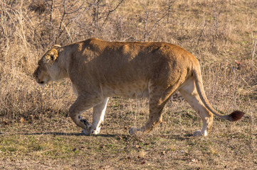 Obraz premium Female Lion