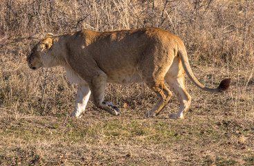 Obraz na płótnie Canvas Female Lion