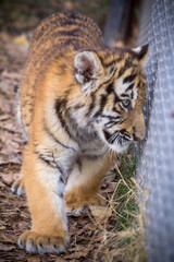 Tiger cub watching through a grid