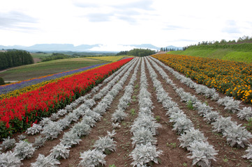landscape of countryside  in Japan