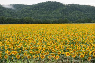 Obraz premium landscape of countryside in Japan