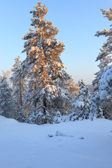 Snowy forest and warm sunlight