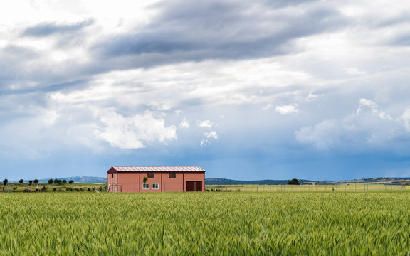 Wheat Farm Panoramic