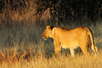Lioness walking in the dry grass