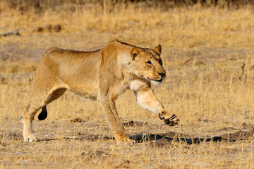 Lioness charging