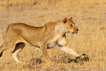 Lioness charging