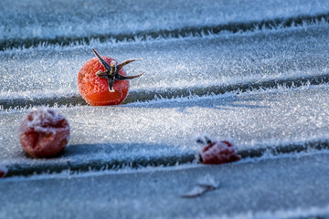 frostige Tomate