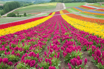 landscape of countryside  in Japan