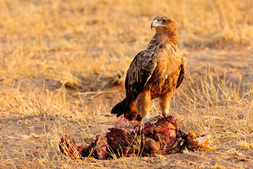 Tawny eagle with meat