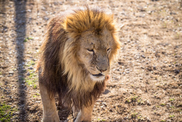 Lion