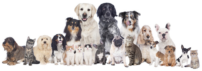 Obrazy na Szkle  Duża grupa psów i kotów