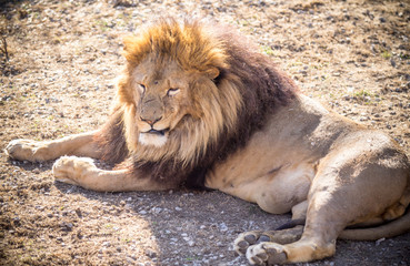 Lion