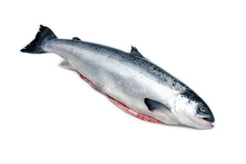 Whole Scottish salmon fish isolated on a white studio background