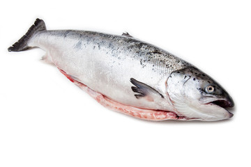 Whole Scottish salmon fish isolated on a white studio background