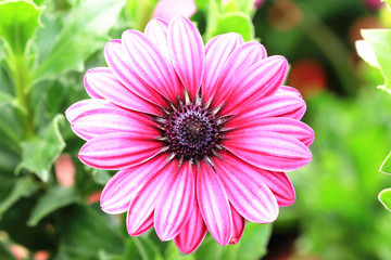 Fototapeta premium Blue-eyed Daisy,African Daisy,Cape Daisy,Spoon Daisy