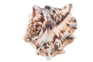 Big sea shell with brown and white colour