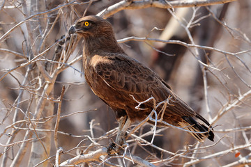 Brown-snake eagle in a tree