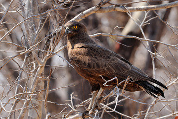 Brown-snake eagle in a tree