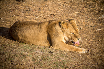 Female Lion