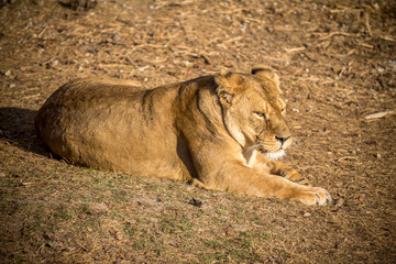 Female Lion