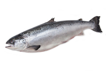 Whole Scottish salmon fish isolated on a white studio background