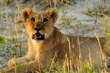 Young lion cub lying down