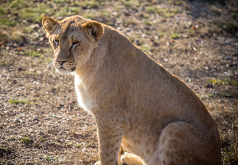Female Lion