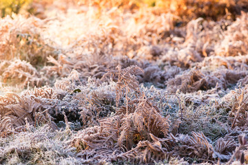 Colorful sunrise over meadow covered in frost crystals, vintage