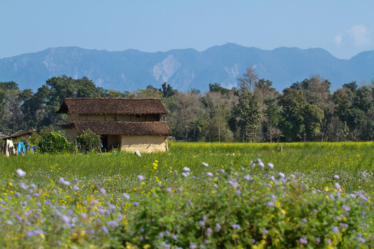 Traditional Tharu House In Bardia, Nepal