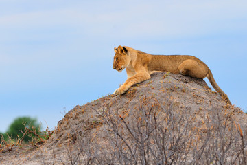 Obraz na płótnie Canvas Lion cub on a termite mount