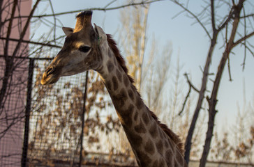 Giraffe in zoo