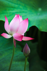 Obraz premium fresh lotus in the pond